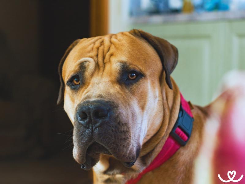 Plemeno-boerboel-bursky-buldok (10)